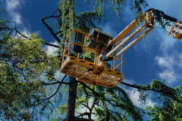Best Stump Grinding and Removal  in Lake Tapps, WA