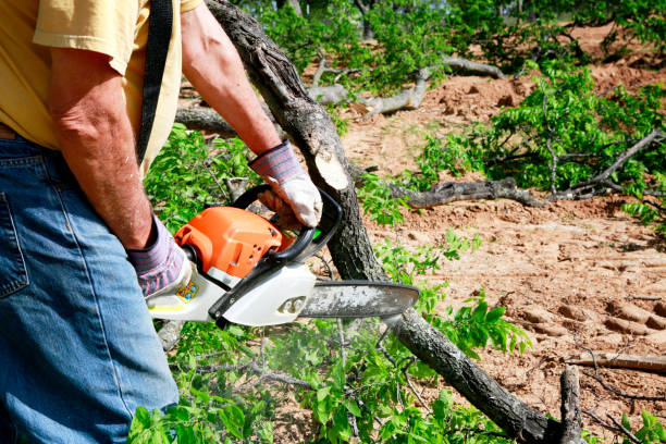 Best Commercial Tree Services  in Lake Tapps, WA